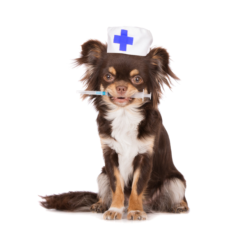 The Importance of Vaccines for Your Dog's Health