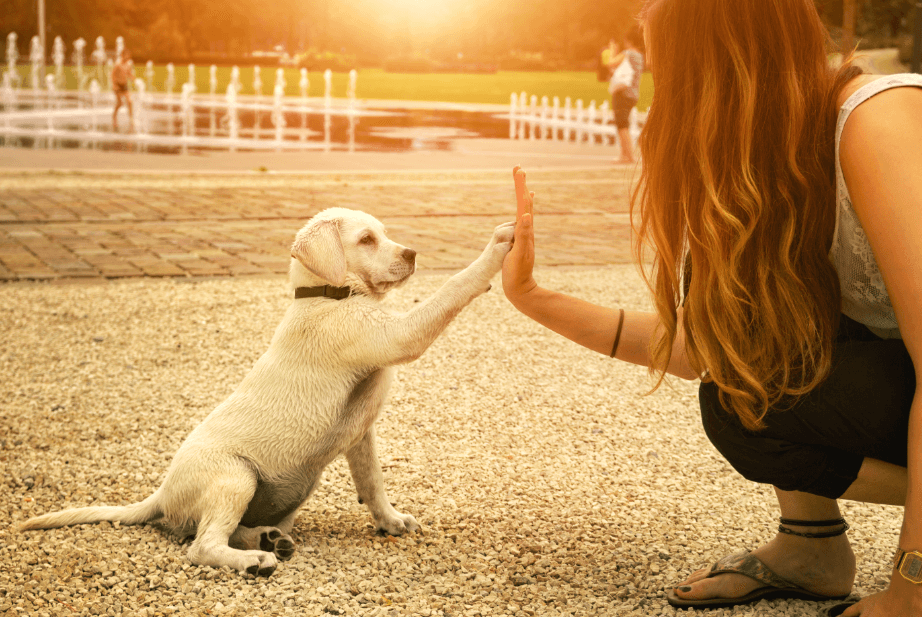 Puppy Training Tips for New Owners: Building a Strong Foundation