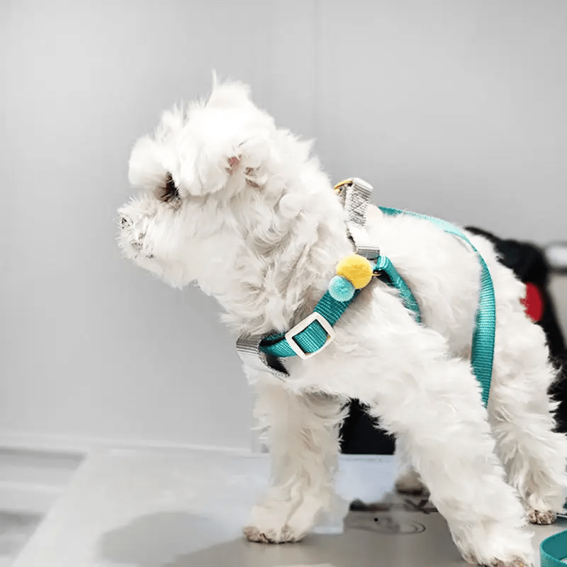 Cheerhunting Loofie - Dog Harness & Leash Set