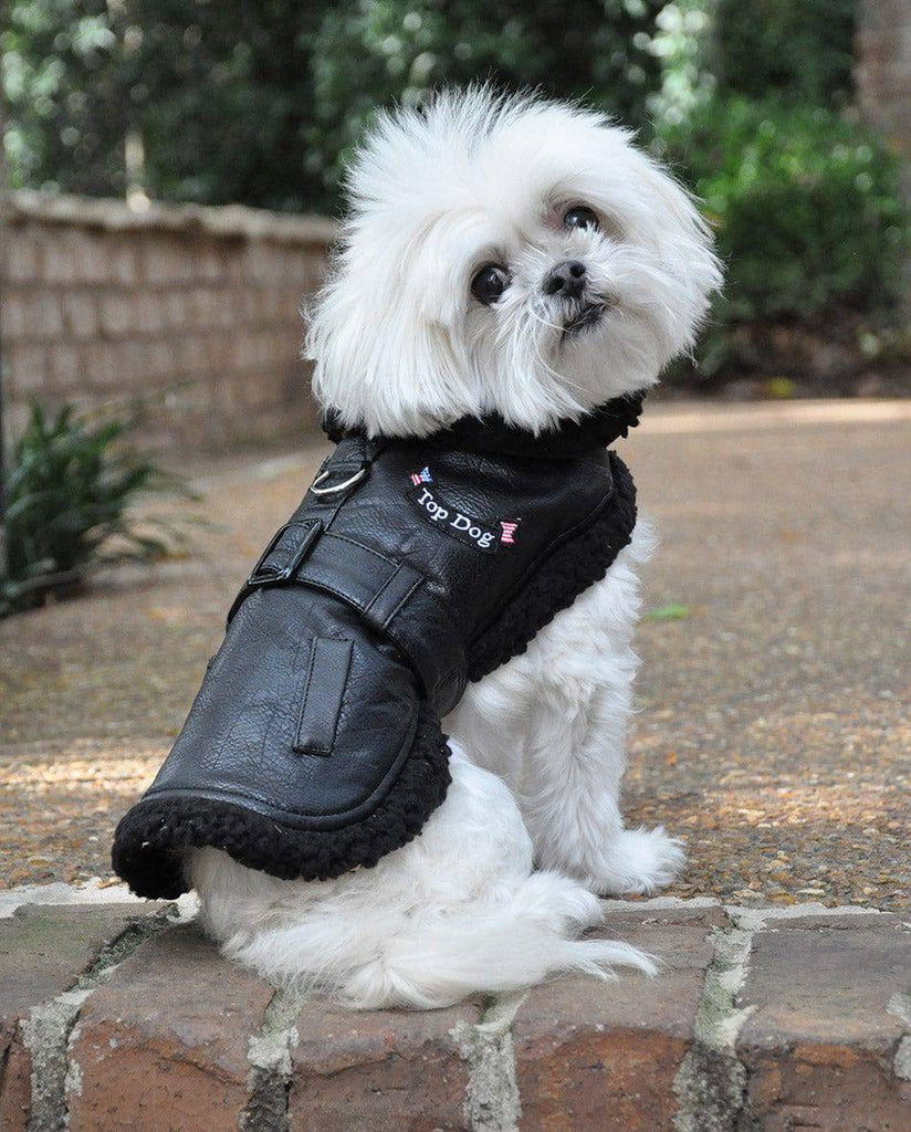 Doggie Design, Inc Designer Black Top Dog Vintage Flight Jacket & Leash