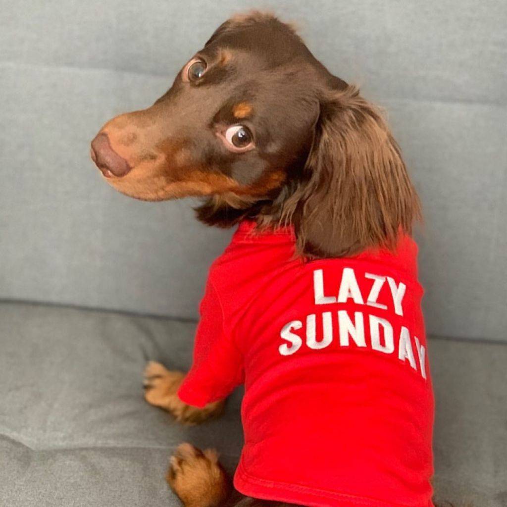Louis Barx Lazy Sunday - Dog Graphic T-Shirt