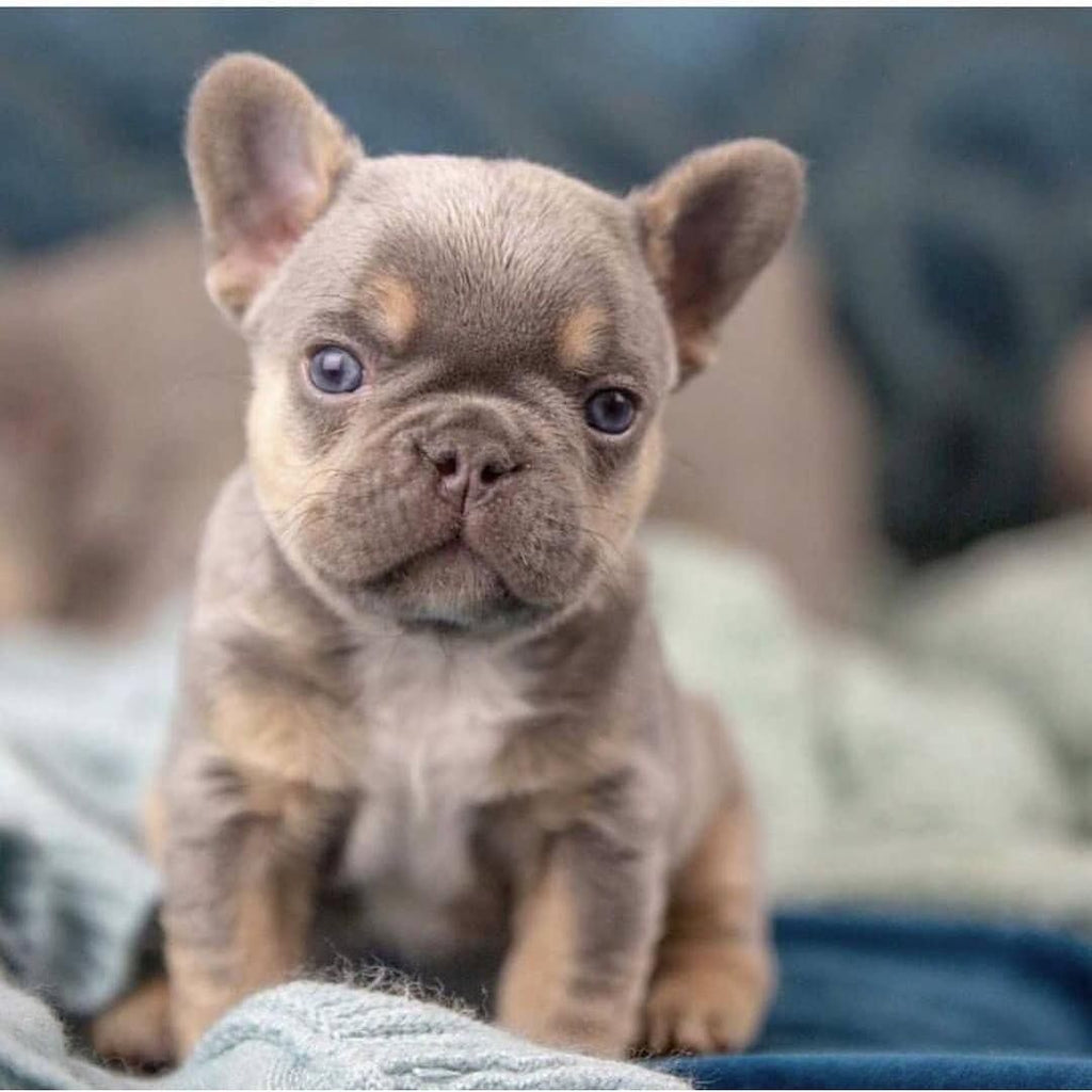 9 Working Tips on How to Train a French Bulldog Puppy | How to Train a French Bulldog?