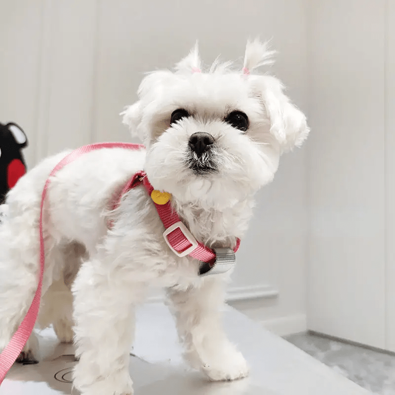 Cheerhunting Loofie - Dog Harness & Leash Set