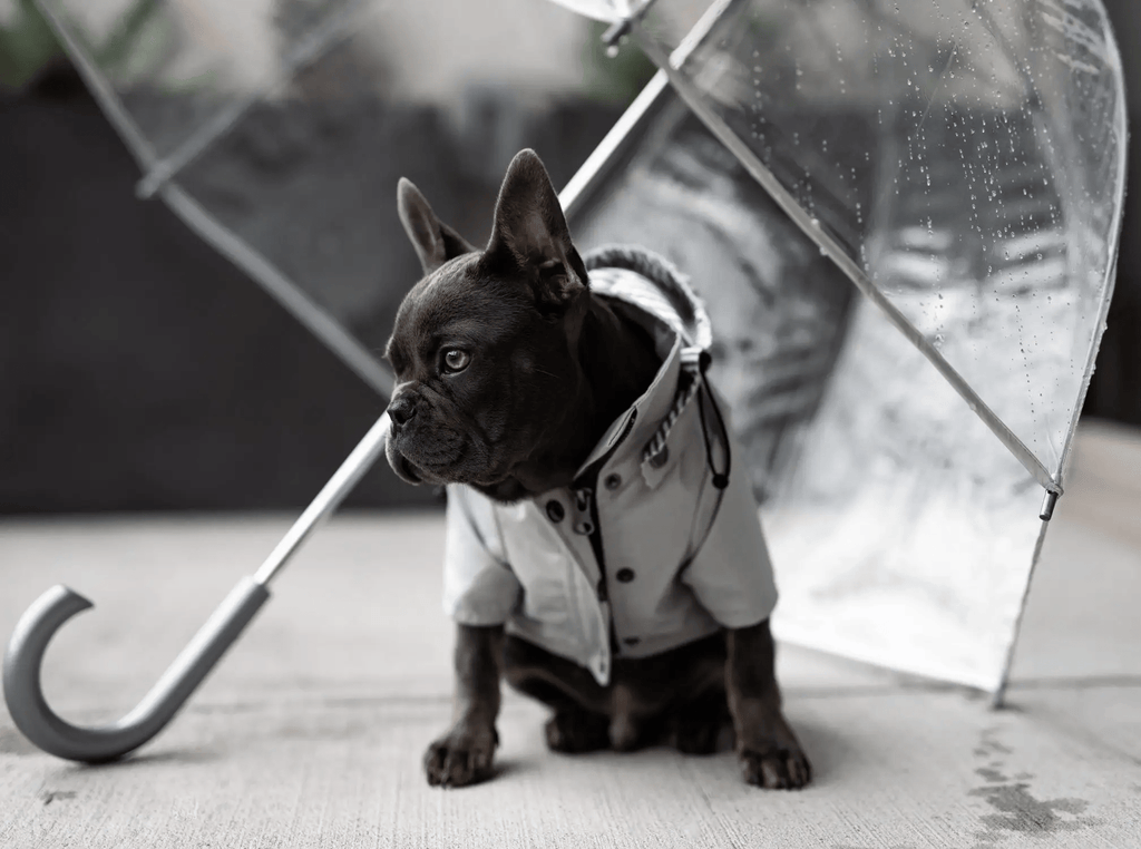 Ellie Dog Wear Light Grey Raincoat