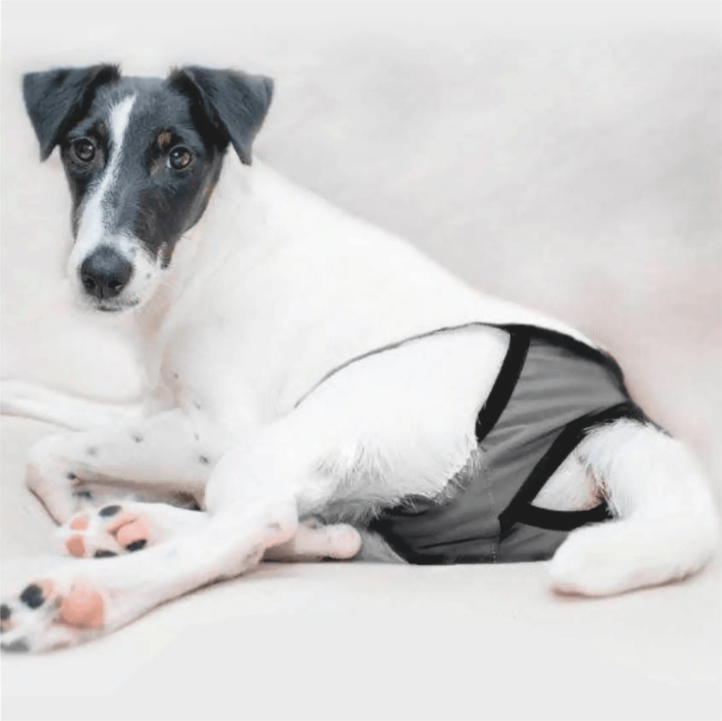 Finnero BRENDA Heat pants for dogs Dark Grey