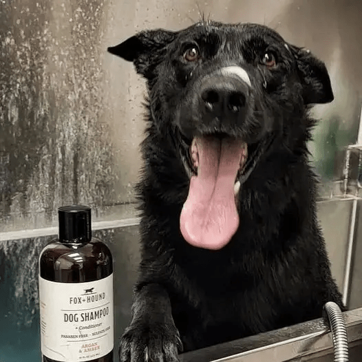 Fox + Hound Dog Shampoo + Conditioner Argan & Amber