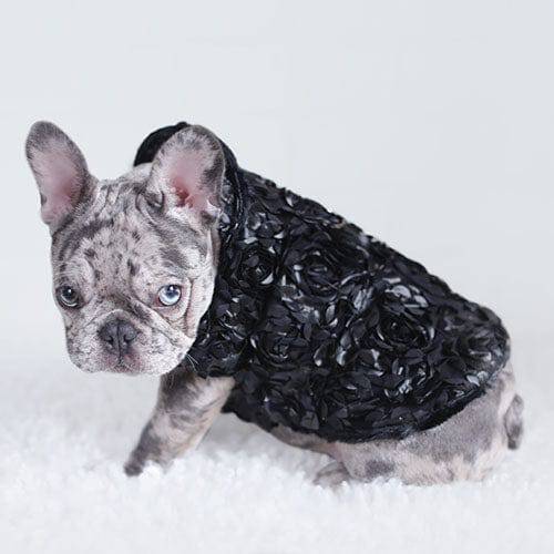 Hello Doggie Victorian Dog Coat