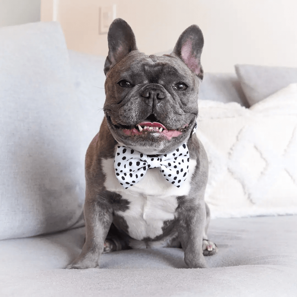 Korriko Pet Supply Bow Tie - Spotted