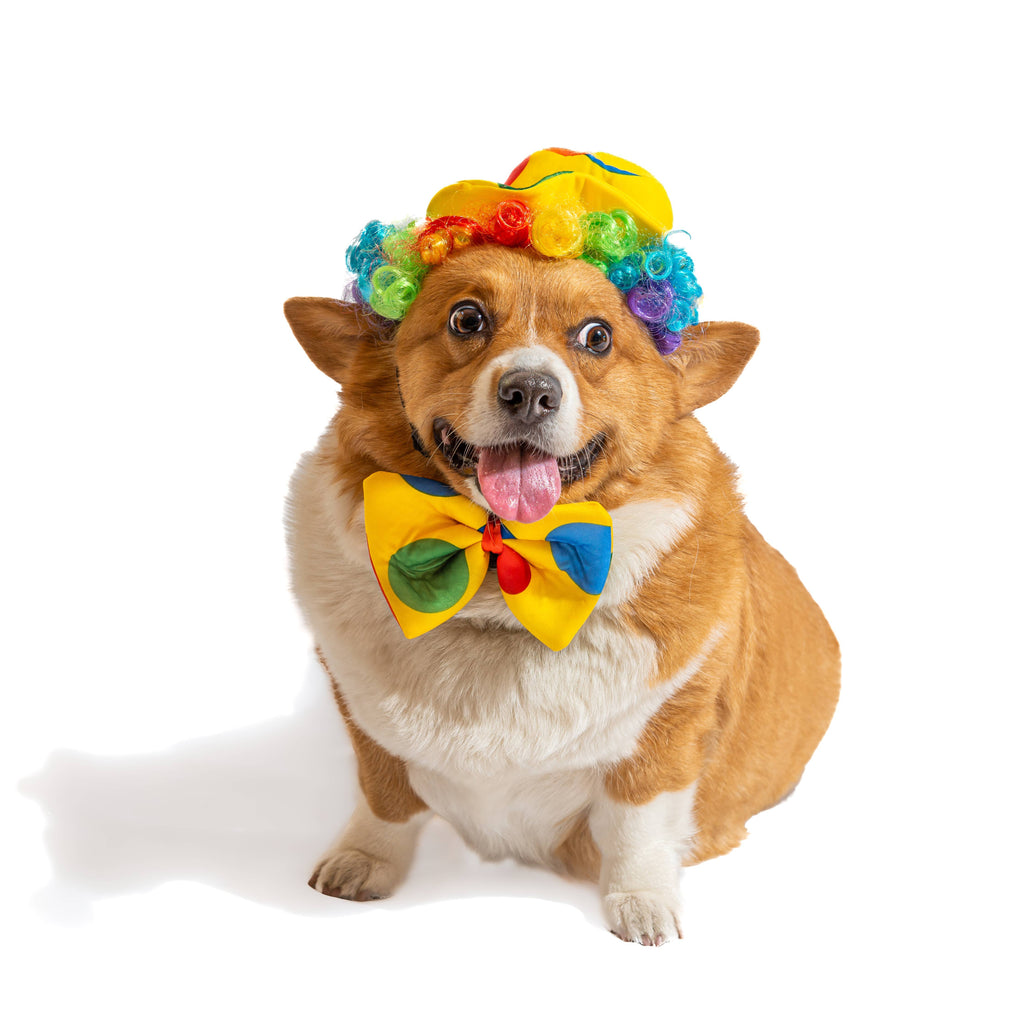 Midlee Designs Midlee Designs - Midlee Clown Costume Hat, Bowtie, and Wig Dog Costume