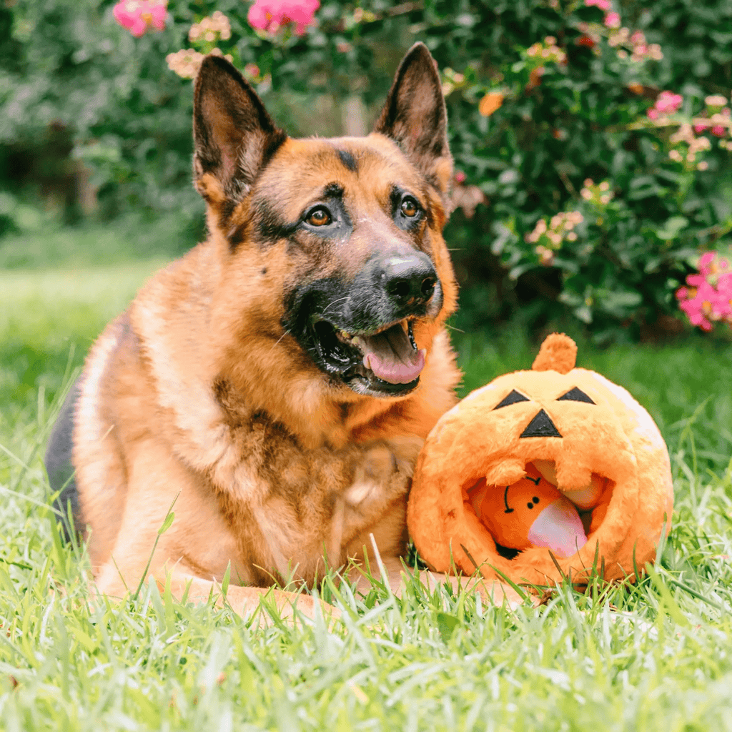 Midlee Designs Midlee Pumpkin Find a Toy Halloween Dog Toy