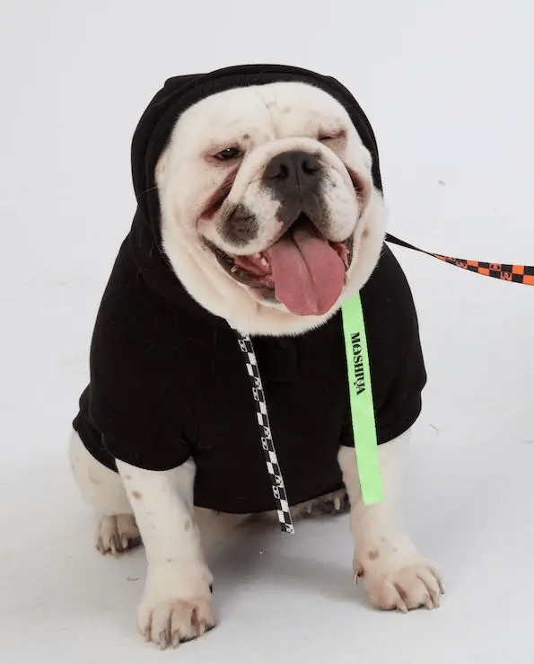 MOSHIQA Dog Hoodie Sweatshirt