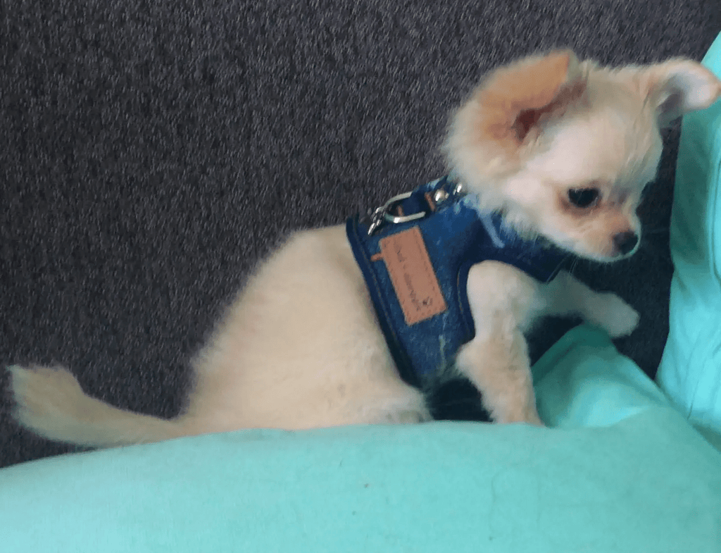 My Canine Kids / Cloak & Dawggie Denim Lace Dog Harness Vest