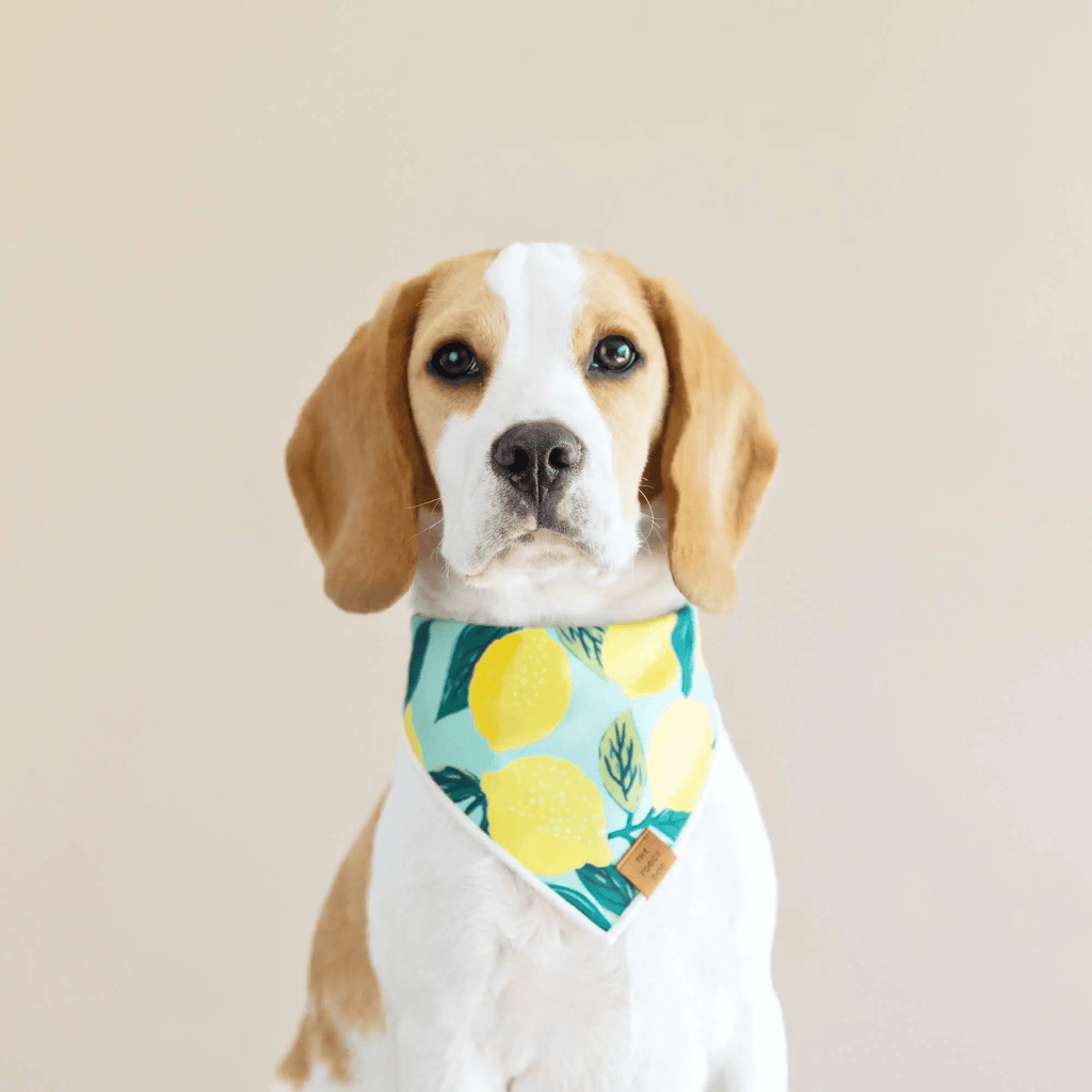 The Foggy Dog Lemon Zest Dog Bandana