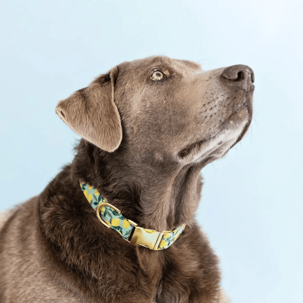 The Foggy Dog Lemon Zest Dog Collar